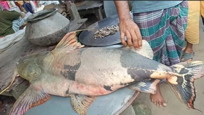 ফরিদপুরের পদ্মা নদীতে ধরা পড়েছে ৪২ কেজির বিরল বাগাড়, বিক্রি ৬২ হাজার টাকায়!